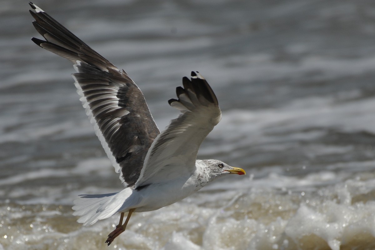 Lesser Black-backed Gull - ML37477741