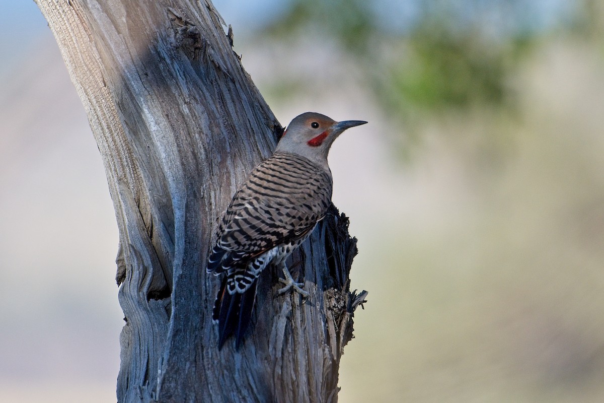 Northern Flicker (Yellow-shafted x Red-shafted) - ML374777671