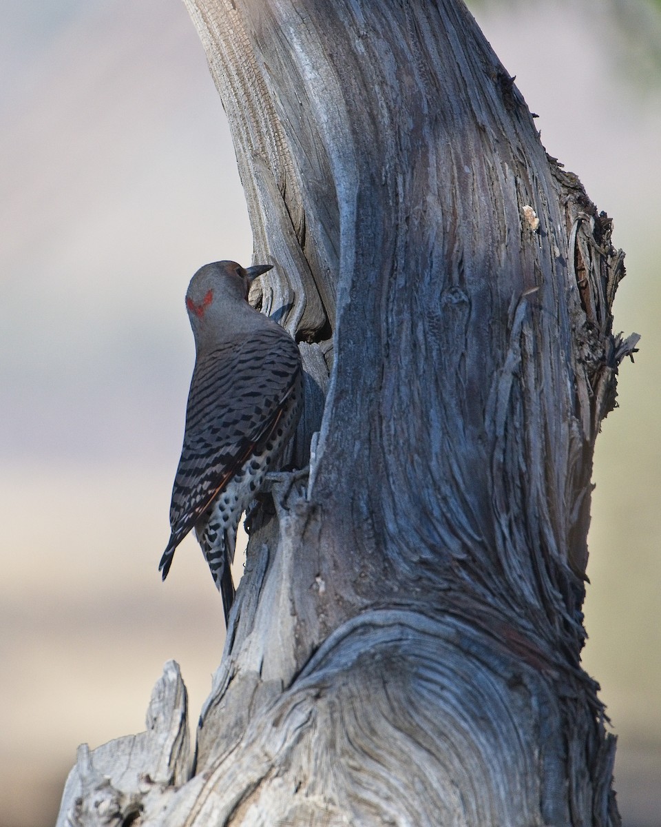 Northern Flicker (Yellow-shafted x Red-shafted) - ML374777681