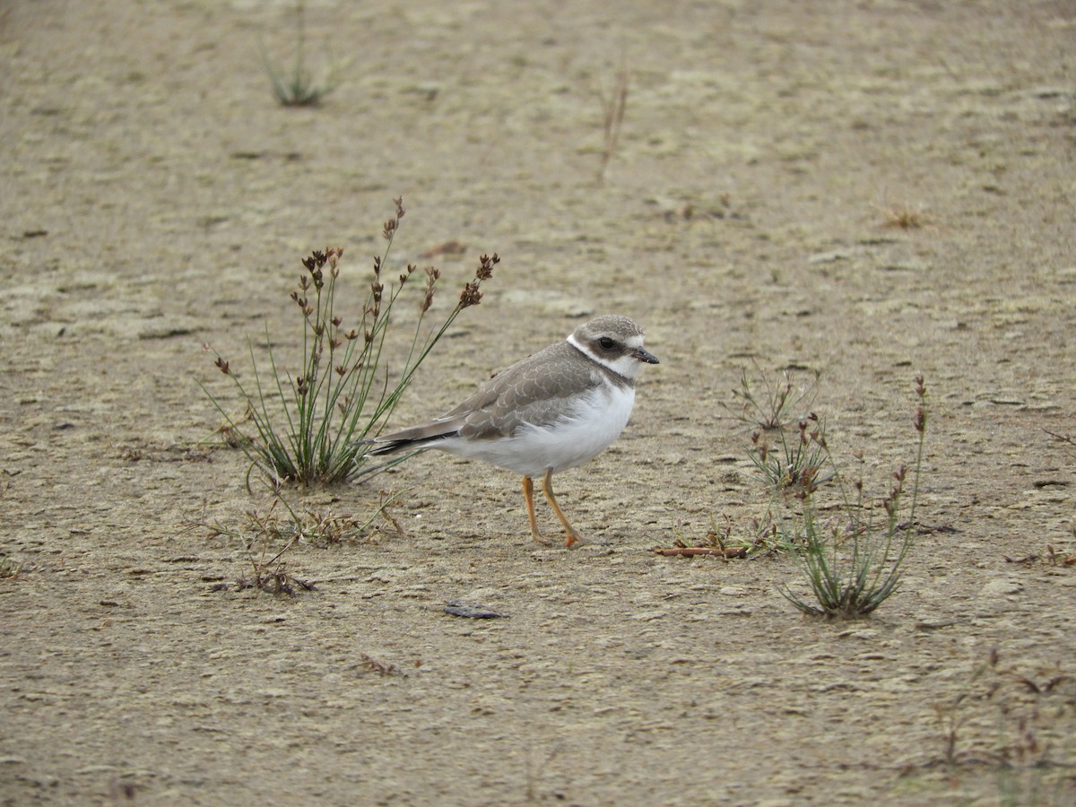 Semipalmated Plover - ML374777831