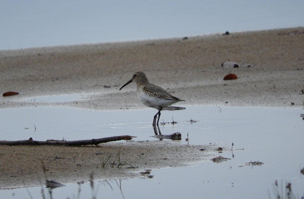 Dunlin - Denis Corbeil