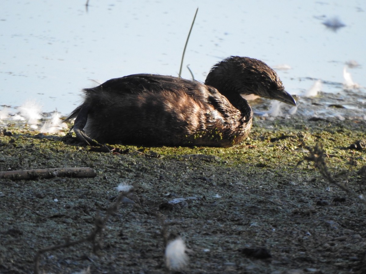 Pied-billed Grebe - Matthew Thompson