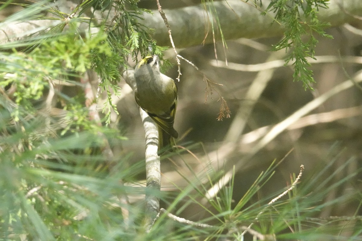 Golden-crowned Kinglet - ML374783051