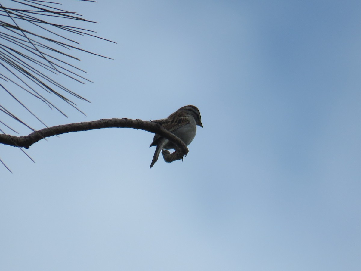 Chipping Sparrow - ML374783411