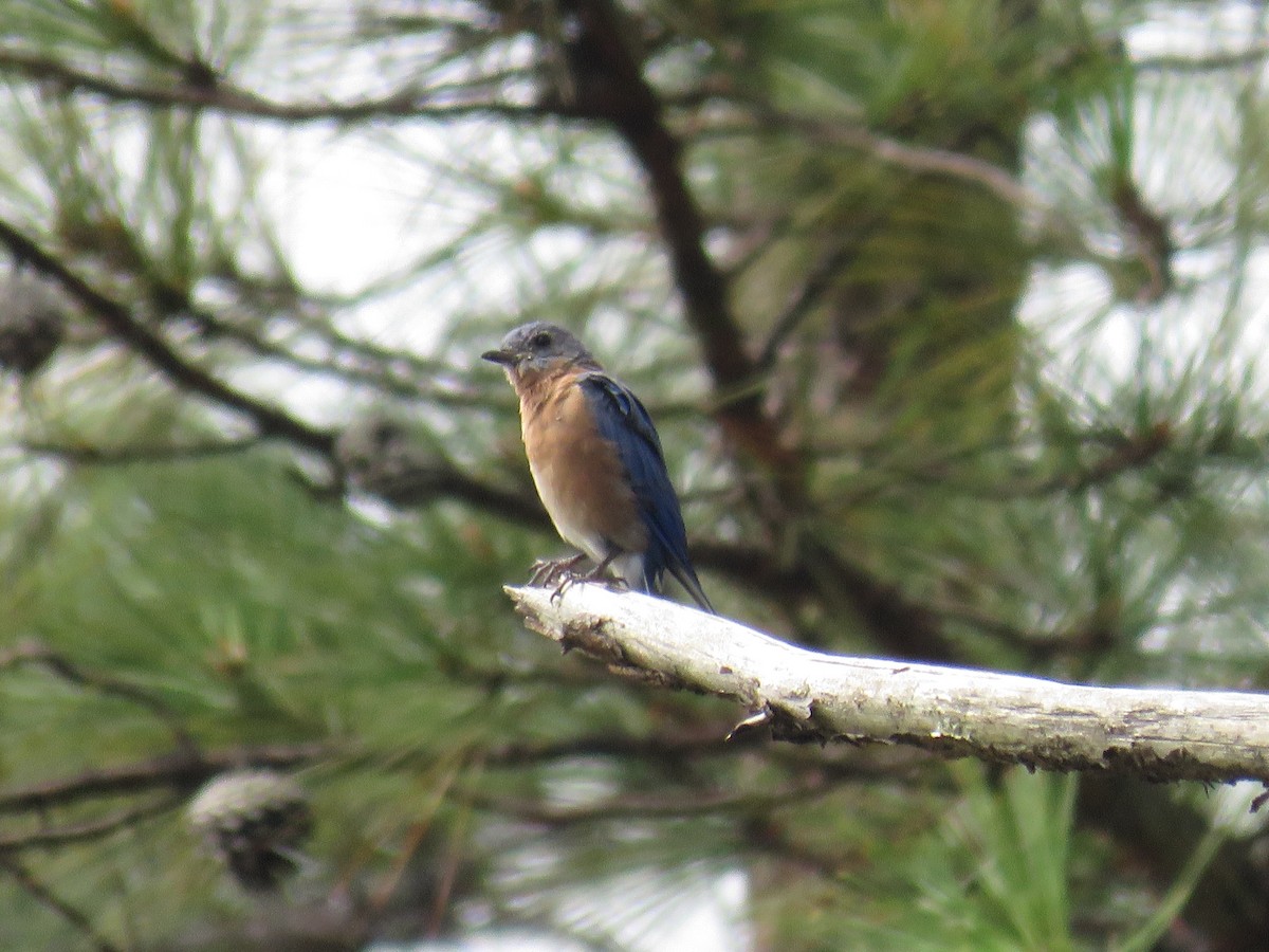 Eastern Bluebird - ML374783551