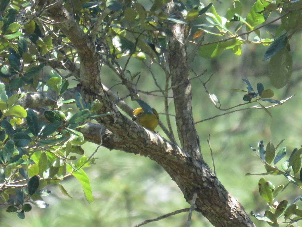 Summer Tanager - ML374783811