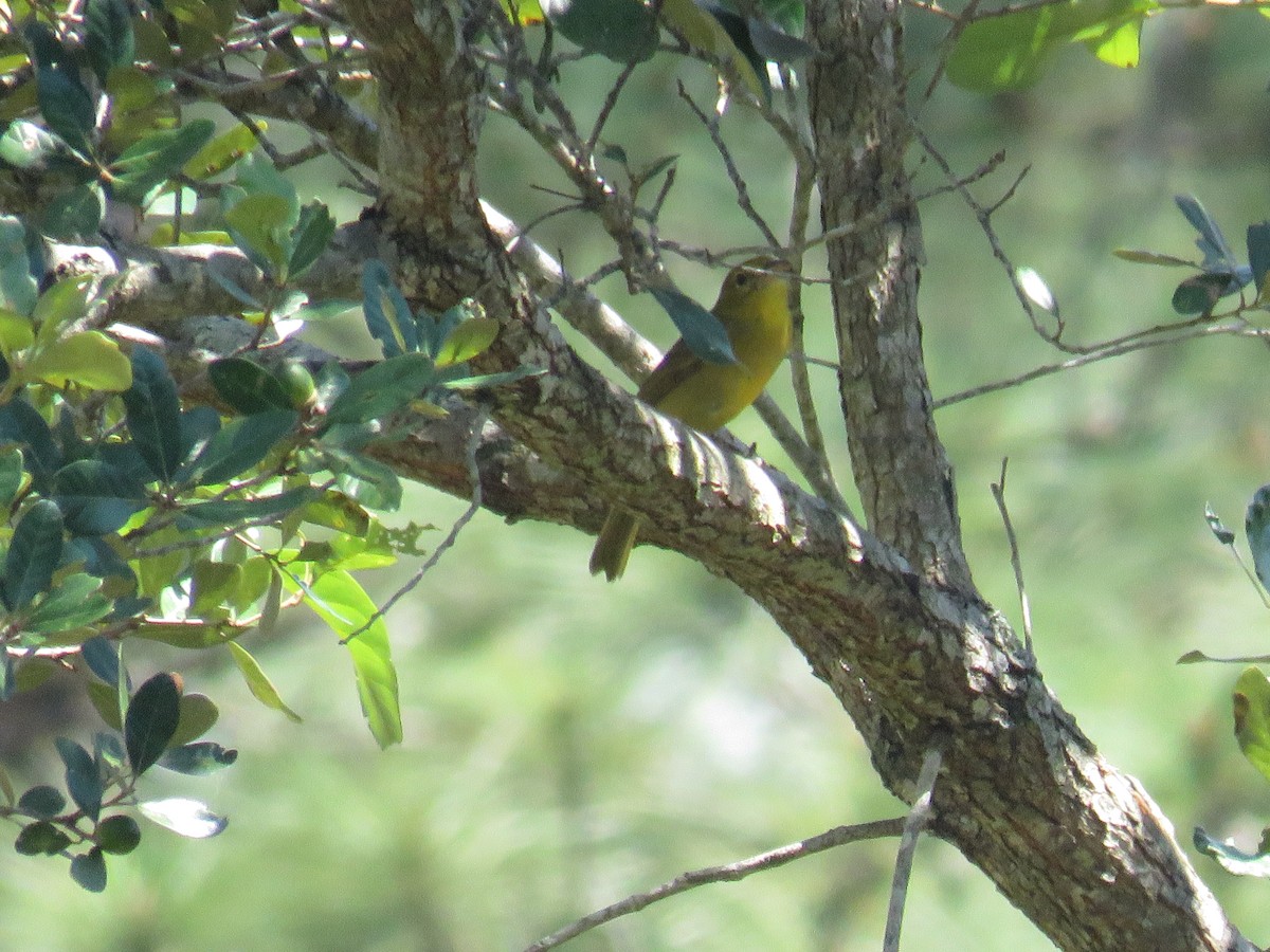 Summer Tanager - Sobeida Morales