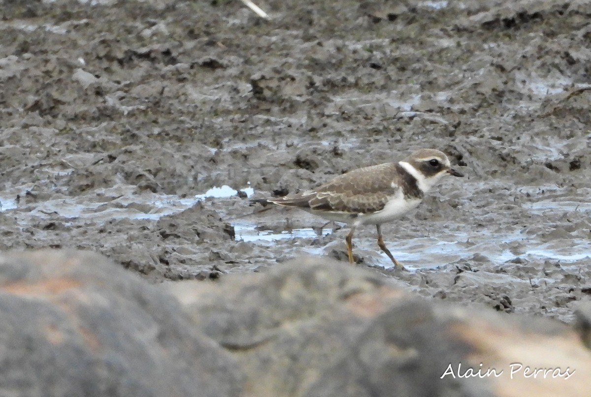 Semipalmated Plover - ML374784561
