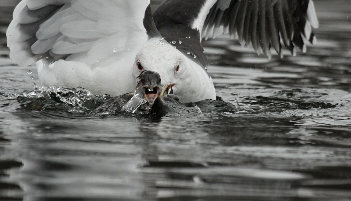 Great Black-backed Gull - Ryan Schain