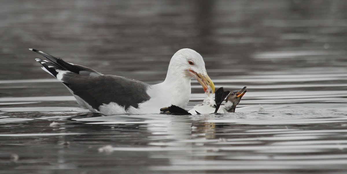 Great Black-backed Gull - ML37478531