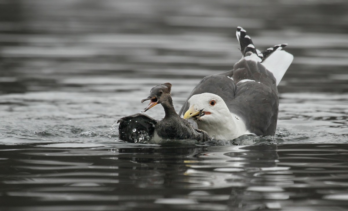 Great Black-backed Gull - ML37478551