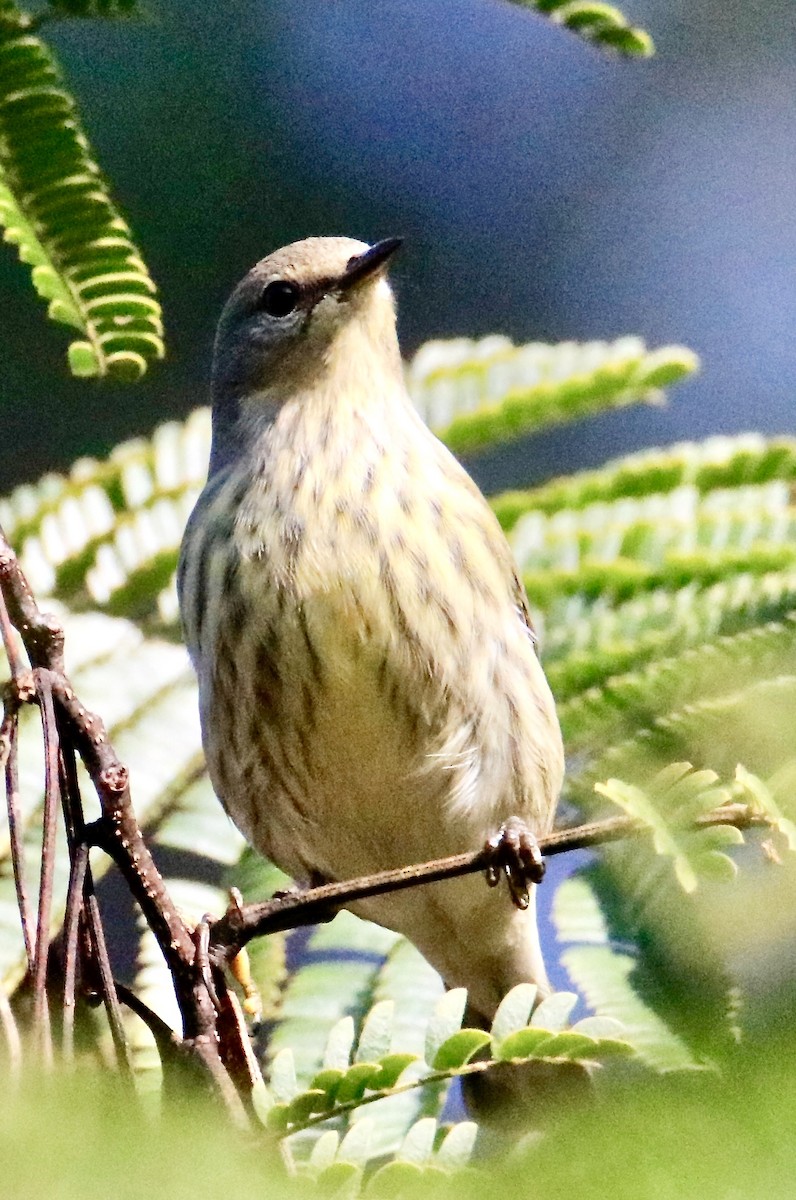 Cape May Warbler - ML374785511