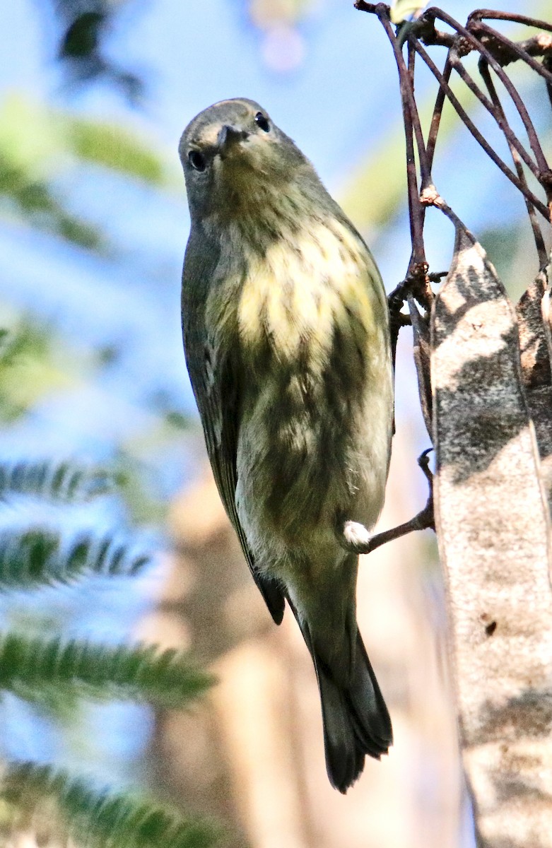 Cape May Warbler - ML374785521