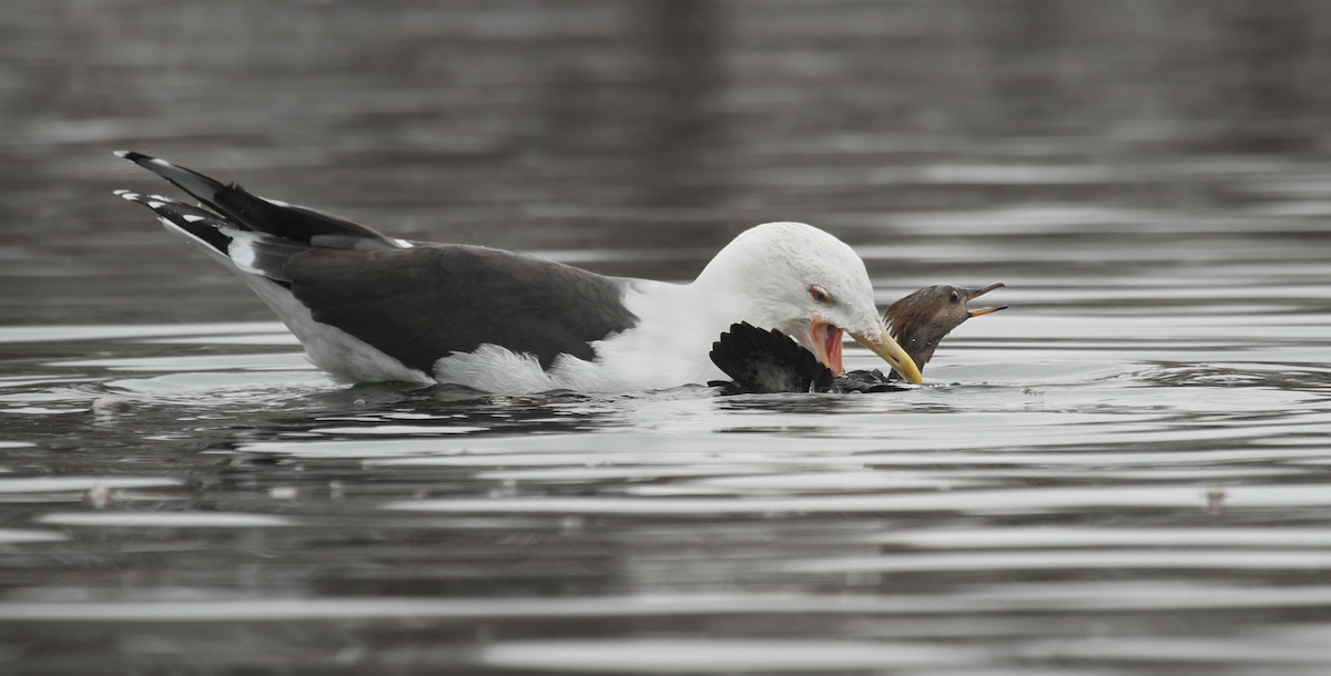 Great Black-backed Gull - ML37478561