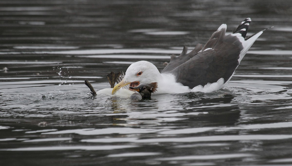 Great Black-backed Gull - ML37478571