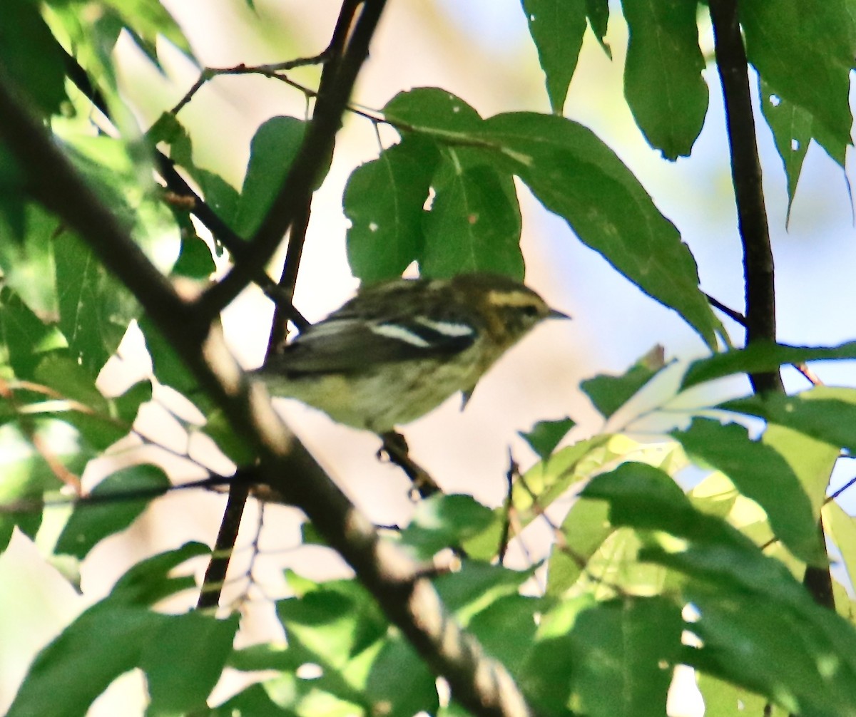 Blackburnian Warbler - ML374786711