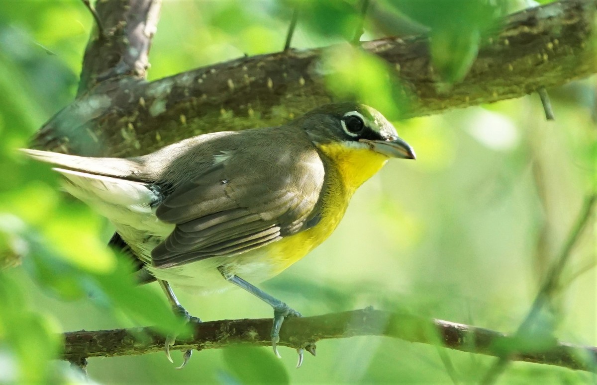 Yellow-breasted Chat - ML374787511