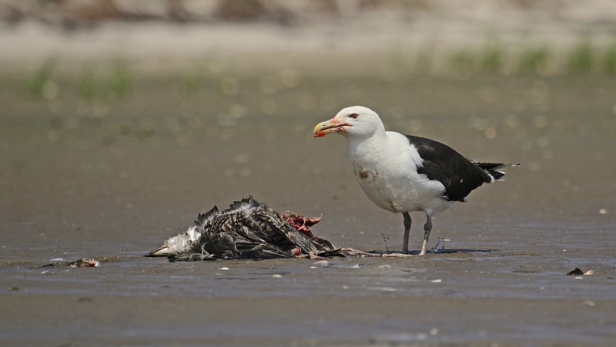 Great Black-backed Gull - ML37478961