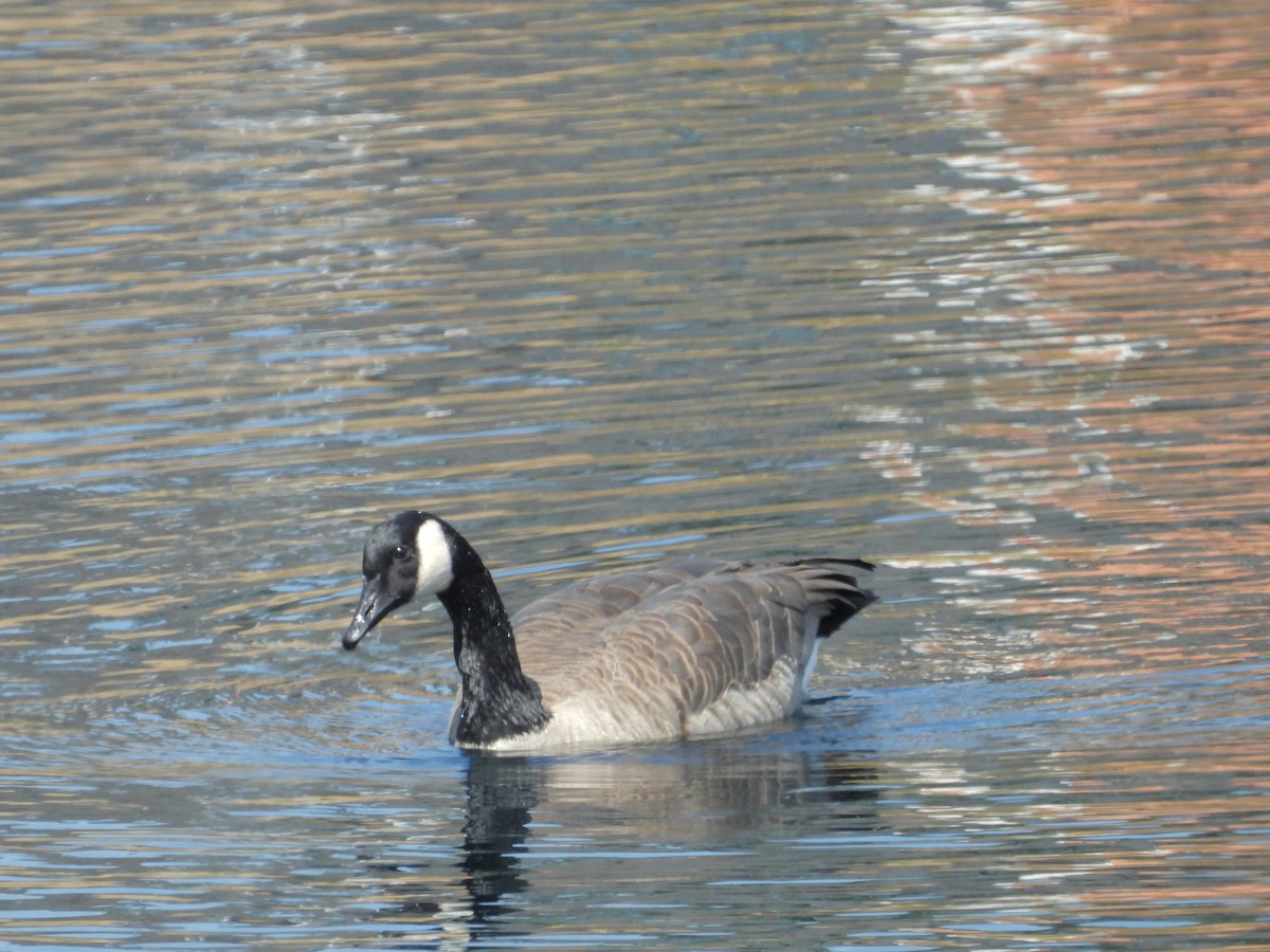 Canada Goose - ML374790301