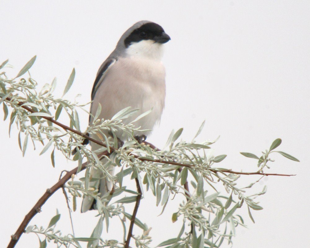 Lesser Gray Shrike - ML37479361