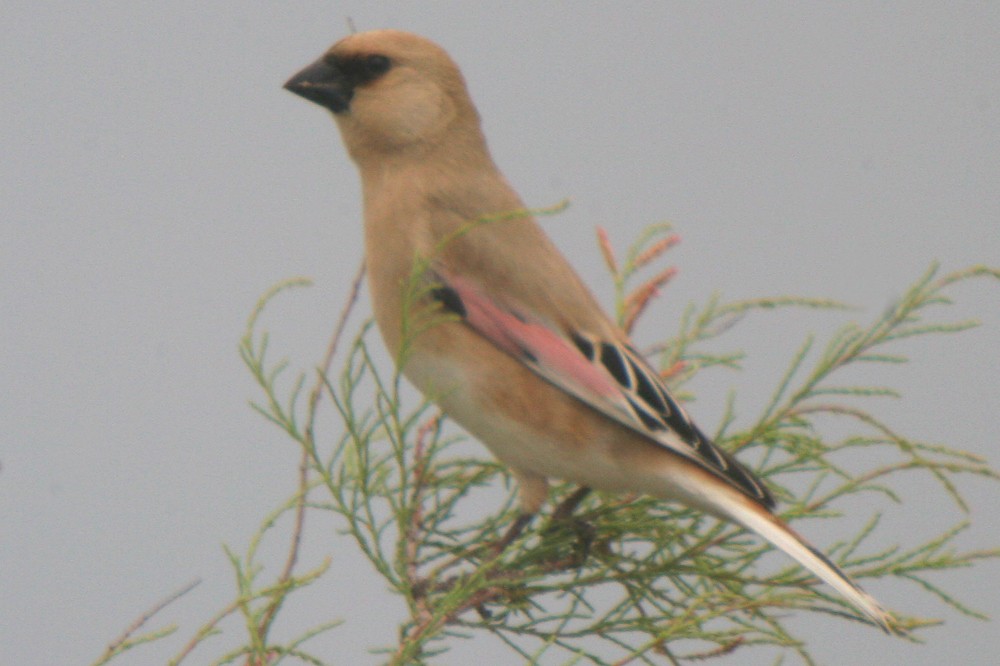 Desert Finch - ML37479461