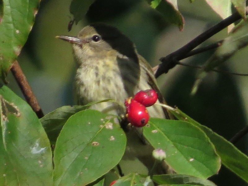 Cape May Warbler - ML374794841