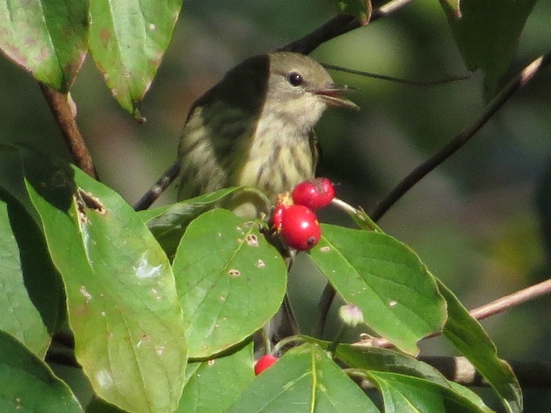 Cape May Warbler - ML374794881