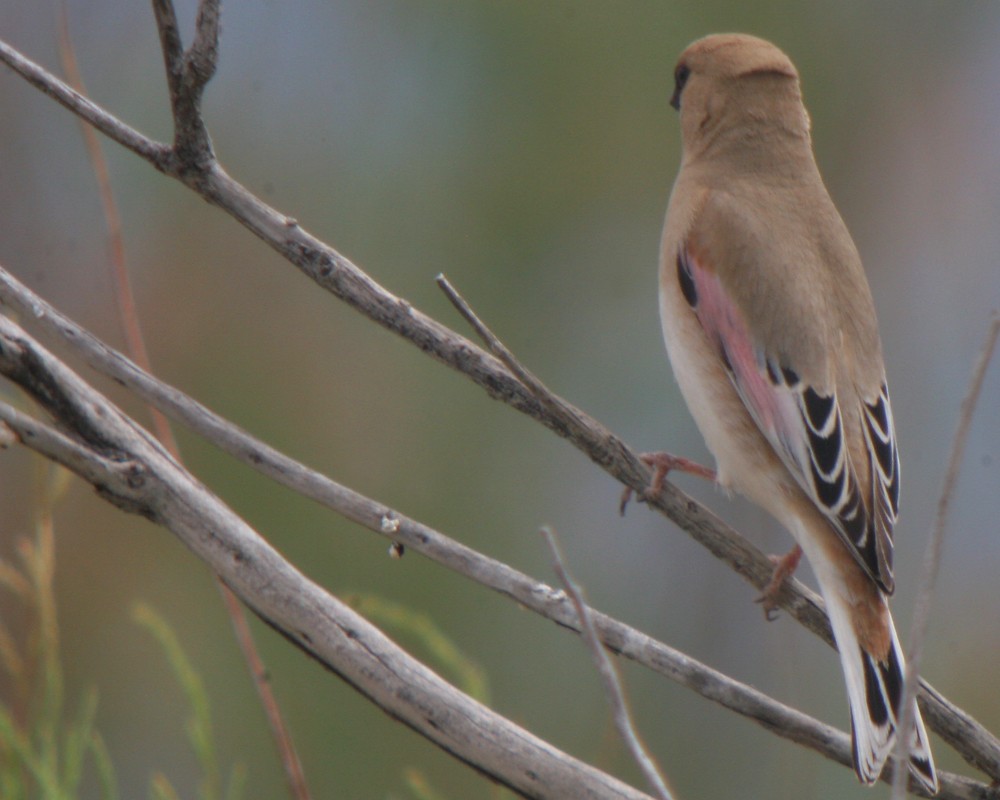 Desert Finch - Corey Finger