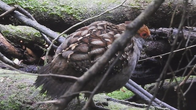 Spot-winged Wood-Quail - ML374795451