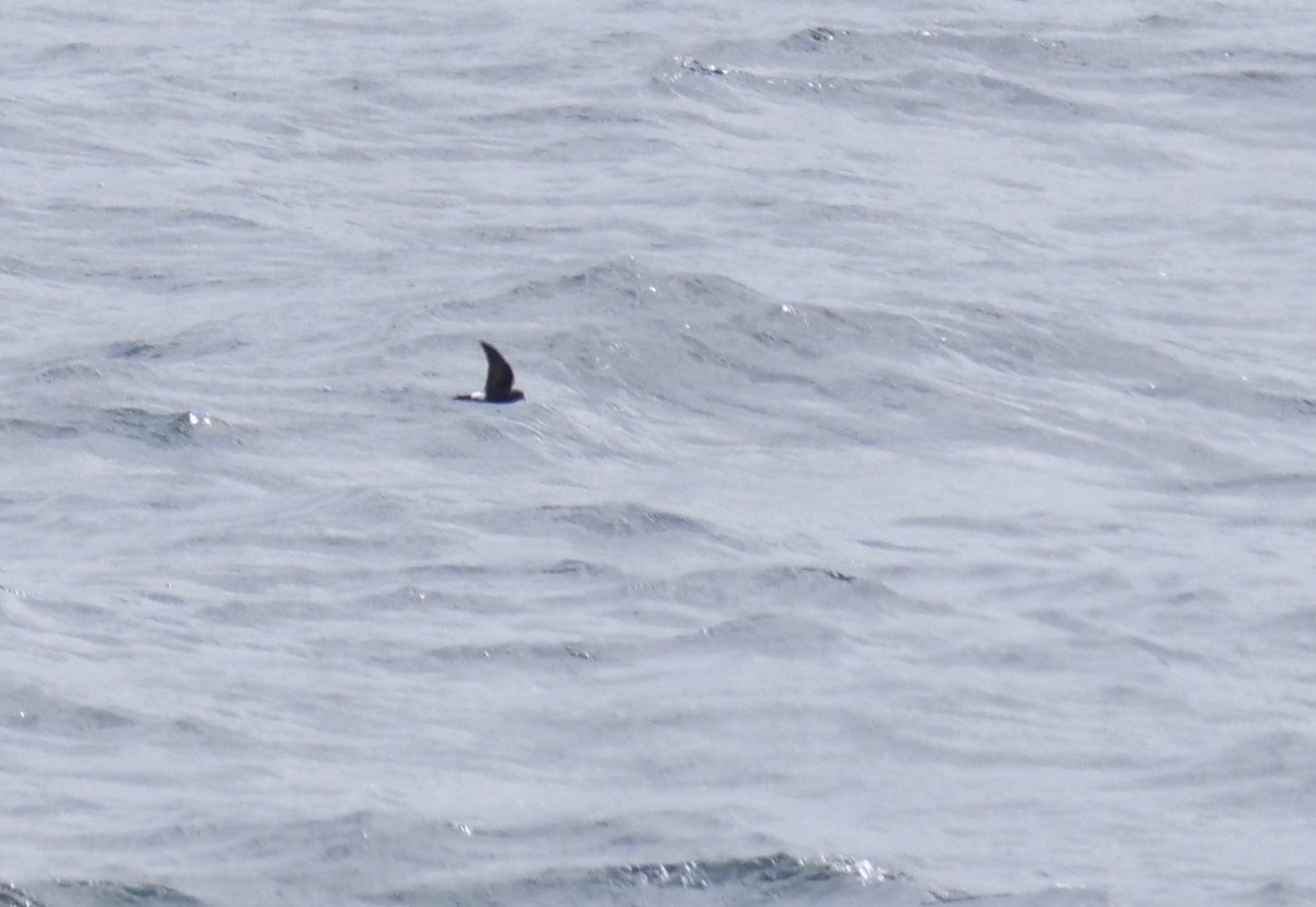 Wilson's Storm-Petrel - ML374795521