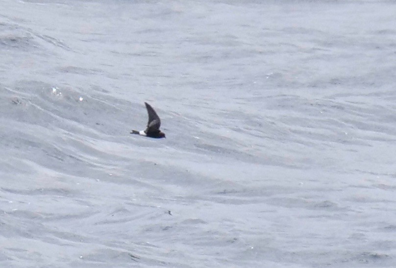 Wilson's Storm-Petrel - ML374795551