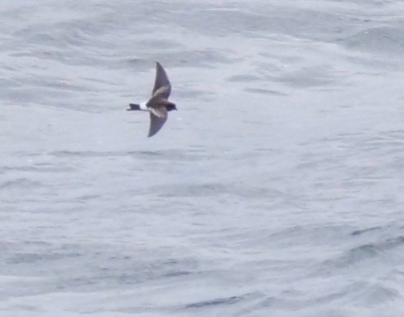 Wilson's Storm-Petrel - ML374795591