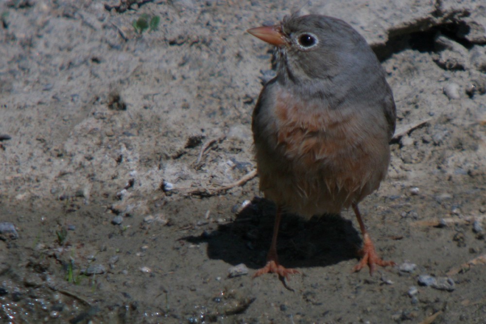 Gray-necked Bunting - Corey Finger