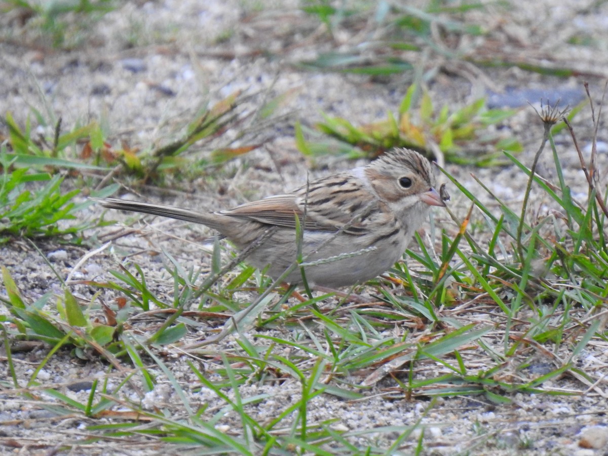 Clay-colored Sparrow - ML374796031