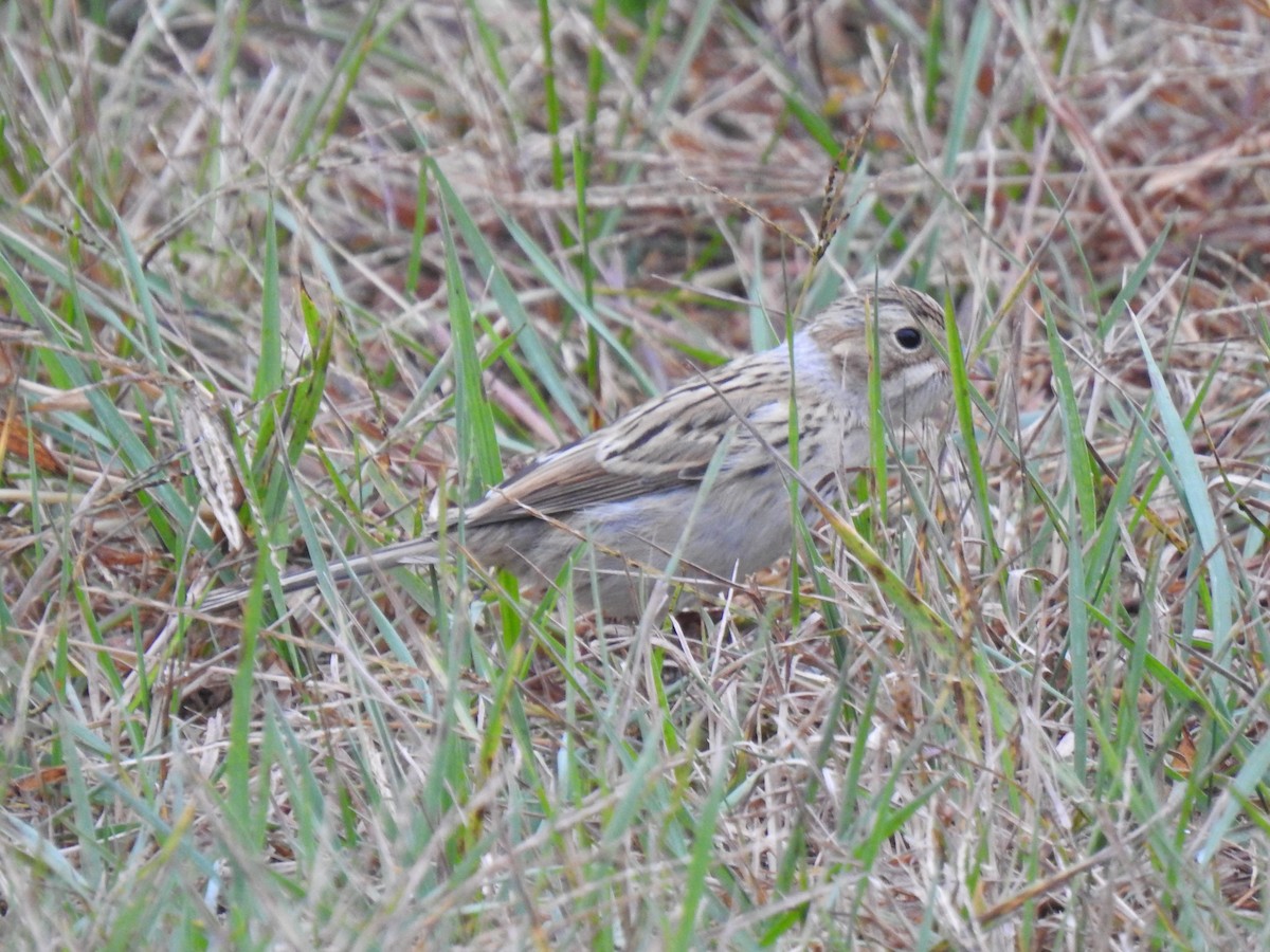 Clay-colored Sparrow - ML374796081
