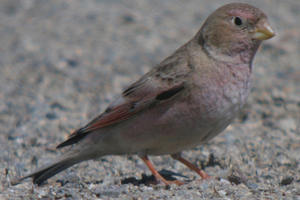 Mongolian Finch - ML37479611