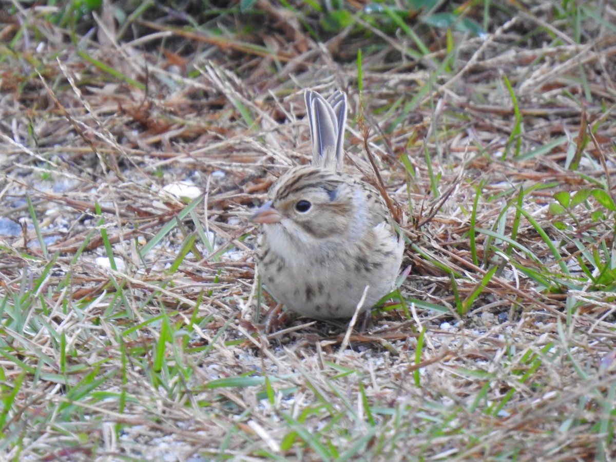 Clay-colored Sparrow - ML374796131