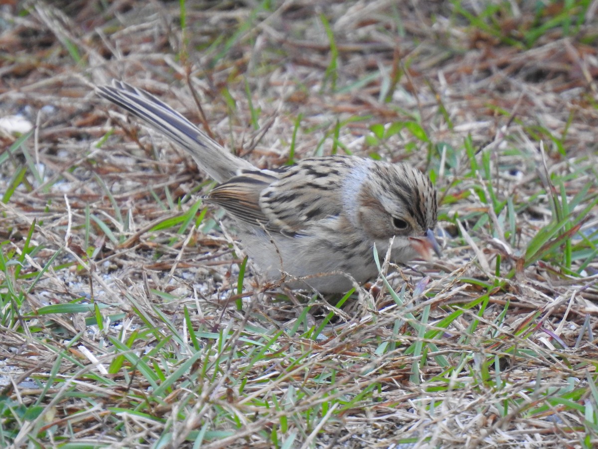 Clay-colored Sparrow - ML374796151