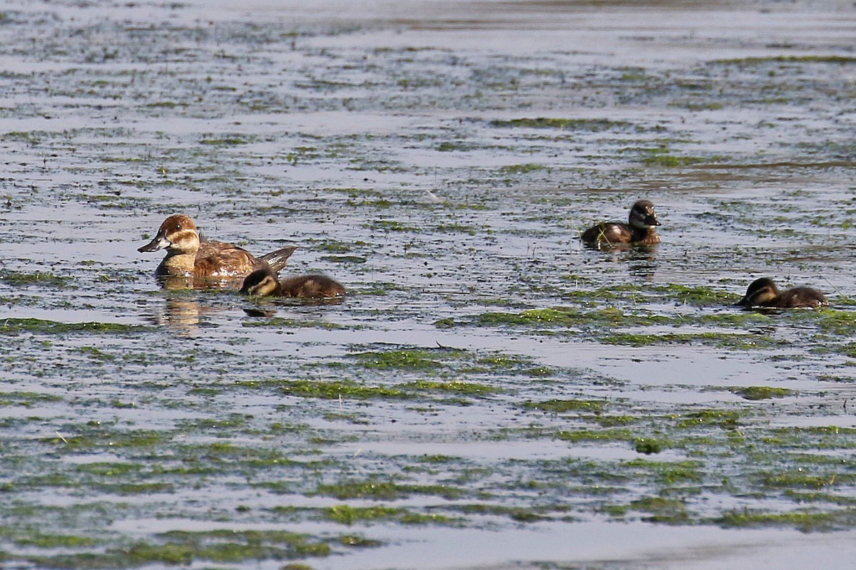 Ruddy Duck - ML374796201