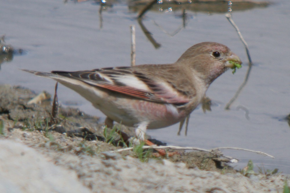 Mongolian Finch - Corey Finger