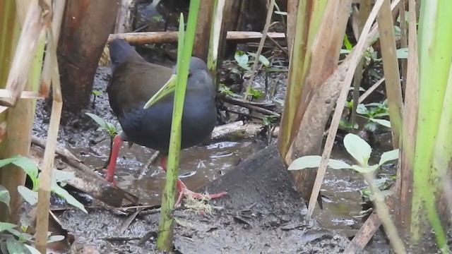 Blackish Rail - ML374796931