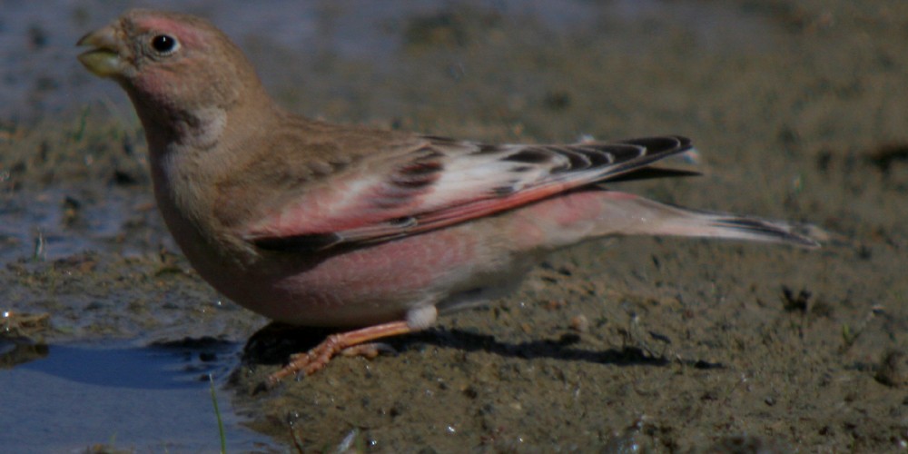 Mongolian Finch - Corey Finger