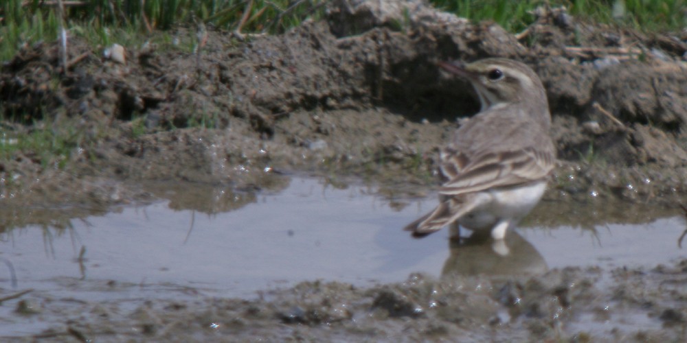 Tawny Pipit - Corey Finger