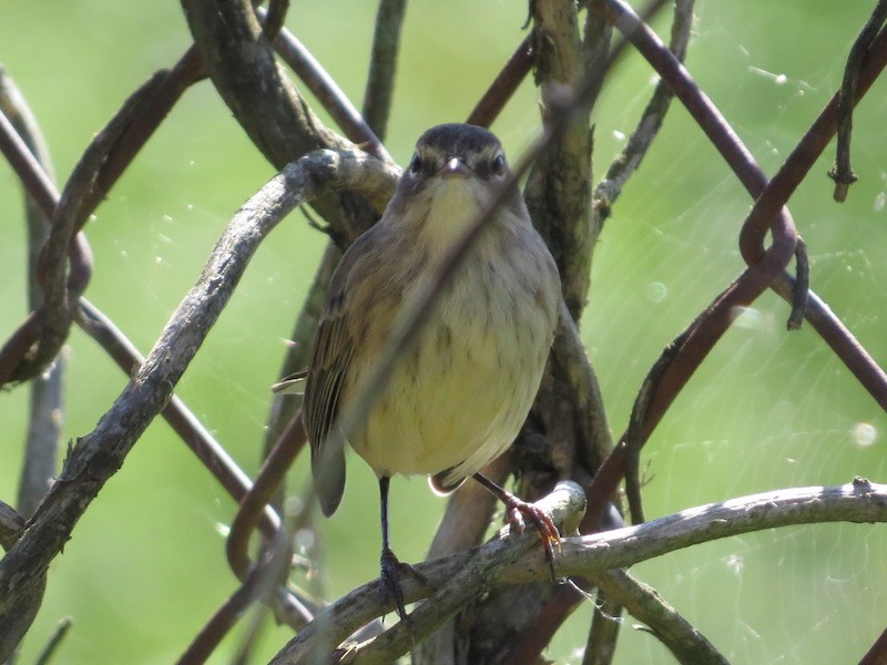 Palm Warbler - ML374797561