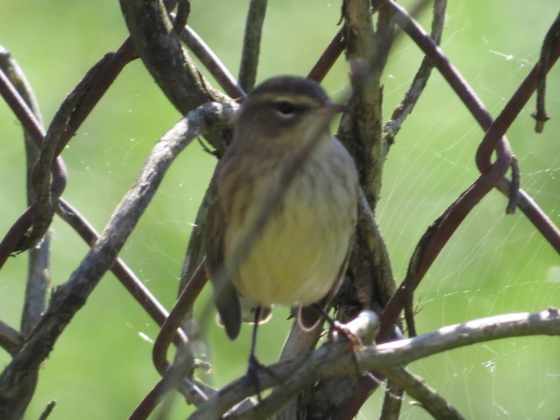 Palm Warbler - ML374797571