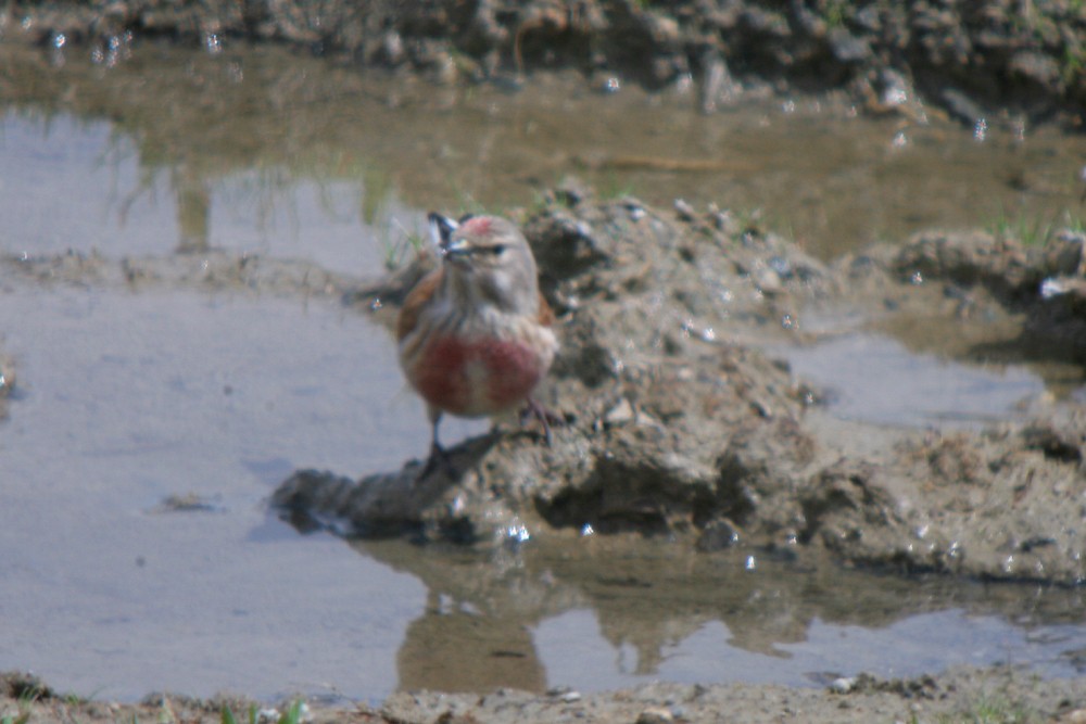 Eurasian Linnet - Corey Finger