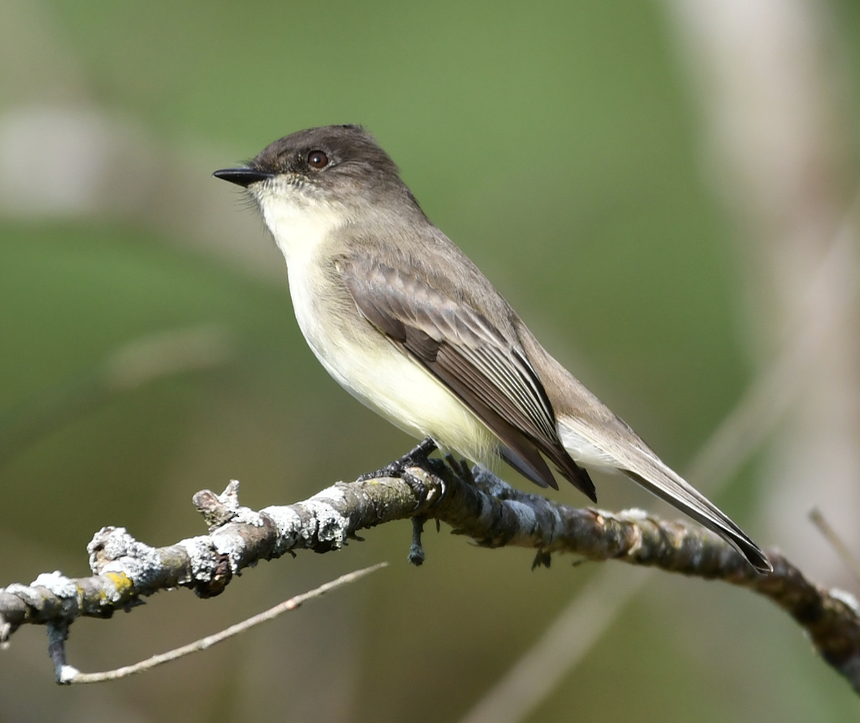 Eastern Phoebe - ML374799811
