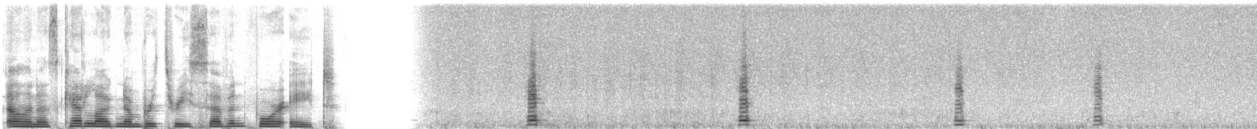 Trumpeter Swan - ML3748