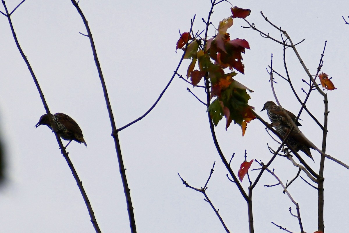 European Starling - ML374800071