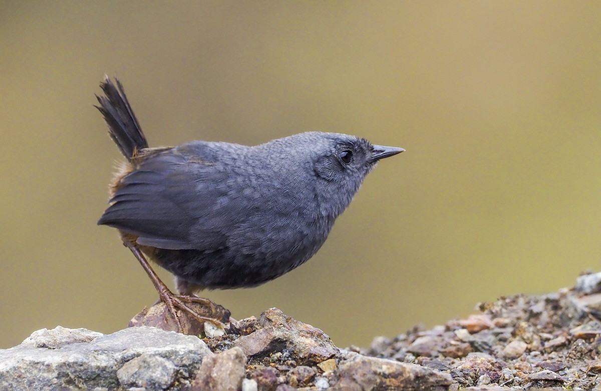 Vilcabamba Tapaculo - Andrew Spencer